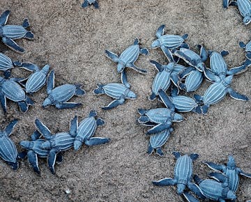IVHQ Turtle Conservation project Baby sea turtles in Costa Rica