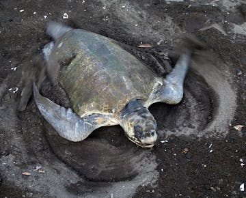 Sea turtle on the IVHQ Turtle Conservation project in Costa Rica