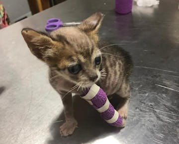 Cat getting medical treatment on the IVHQ Animal Care volunteer project in Costa Rica