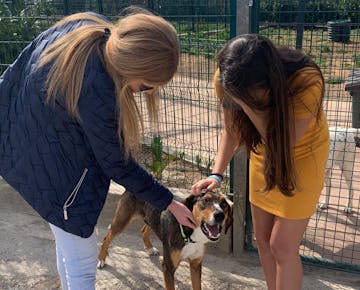 Volunteers on the Animal Care project in Croatia with IVHQ