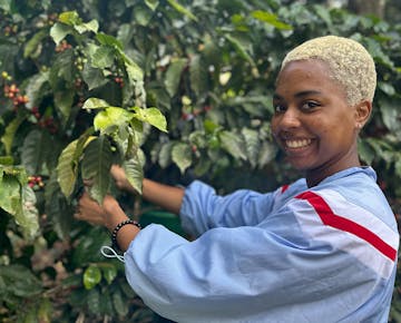 An IVHQ volunteer picking coffee beans at the Holiday Experience project in Antigua, Guatemala
