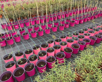 Plants prepared by volunteers on the IVHQ Sustainable Farming project in Rome, Italy