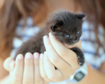 Kitten at Animal Care volunteer project in Rome, Italy with IVHQ