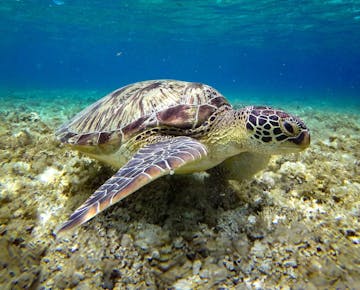 IVHQ Turtle Conservation volunteer project in Lombok, Indonesia