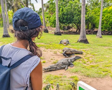 A sea turtle & reptile conservation volunteer wearing a backpack and cap observes several crocodiles resting on the grass in a wildlife conservation center in La Ventanilla, Mexico surrounded by palm trees.