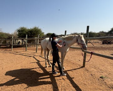 A volunteer grooming a horse at the Wildlife Conservation volunteer project in Namibia