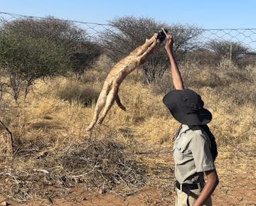 A placement staff feeding a wild cat at the Wildlife Conservation volunteer project in Namibia