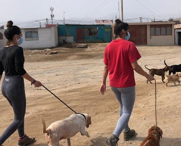 Volunteer in Lima, Peru on the IVHQ Animal Care project