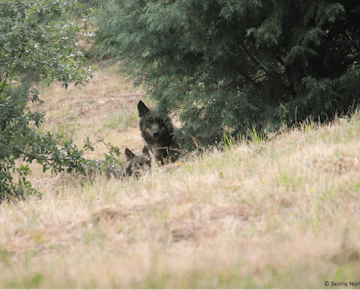 IVHQ volunteers on the Wolf Conservation project in Portugal