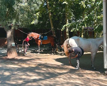 Volunteers taking care of horse at the Horse Caretakers project in Lisbon, Portugal with IVHQ