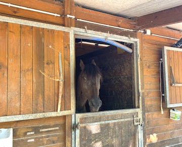 Horse in one of the stall at the IVHQ Lisbon, Portugal Horse Caretakers project girth