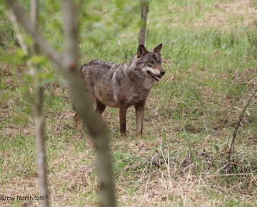 Volunteer in Wolf Conservation in Portugal with IVHQ
