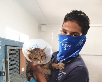 Cat getting medical treatment on the IVHQ Animal Care volunteer project in Cape Town, South Africa