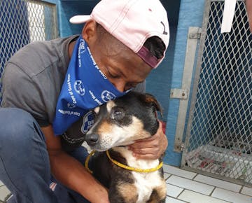 Dog with a bandaged leg getting medical treatment on the IVHQ Animal Care volunteer project in Cape Town, South Africa
