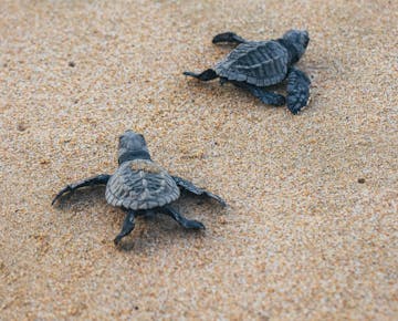 IVHQ Trinidad and Tobago Turtle Conservation volunteer project