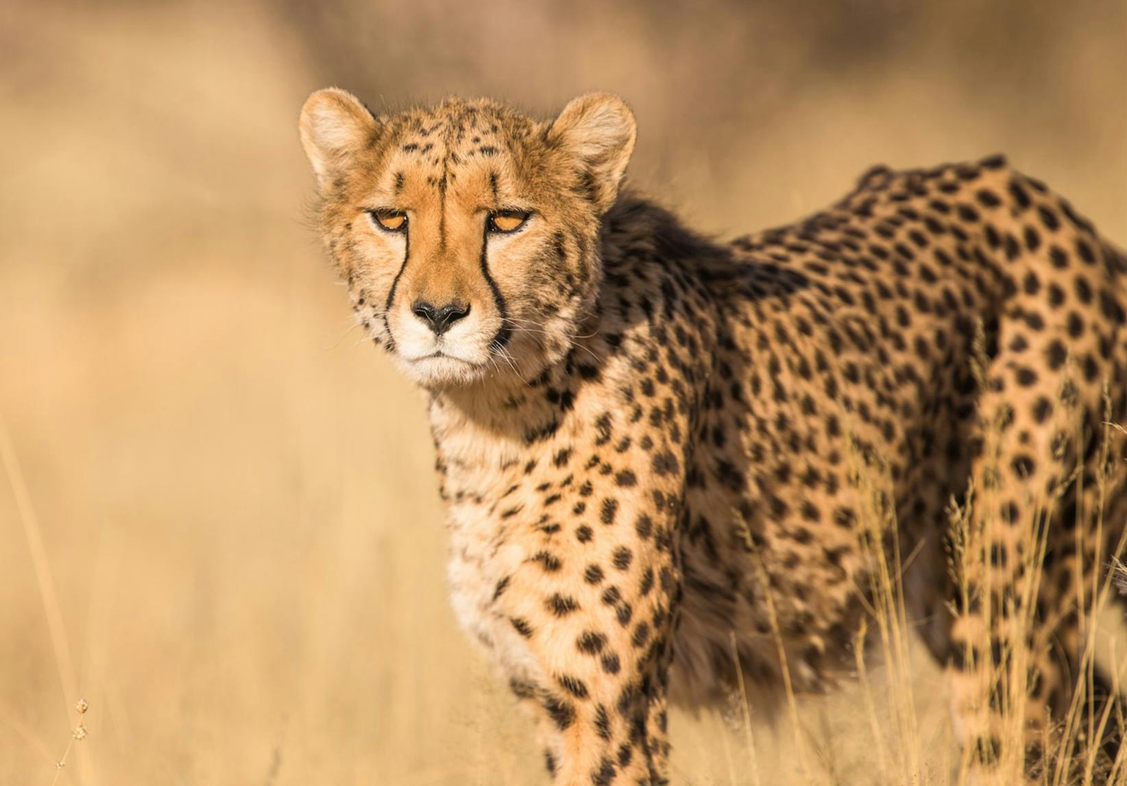 Volunteer abroad in Namibia with International Volunteer HQ