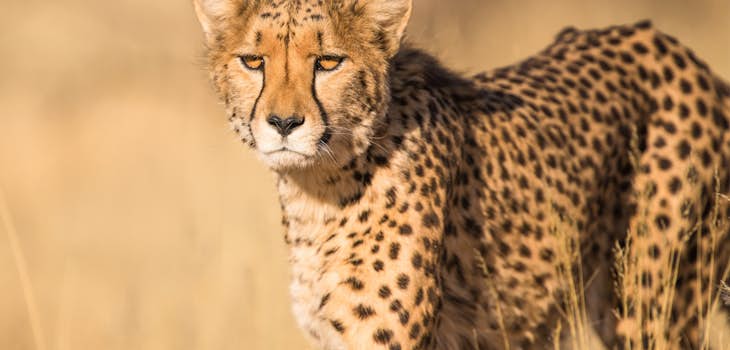 Volunteer abroad in Namibia with International Volunteer HQ