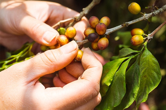Eco-Agriculture volunteers in Costa Rica with IVHQ