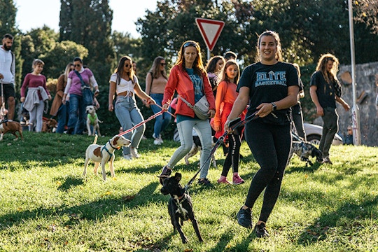 Volunteer on the Animal care project in Croatia with IVHQ