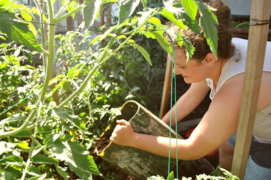 Volunteer on the Sustainable Agriculture & Gardening project in Galapagos with IVHQ