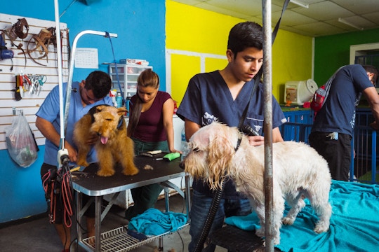 Animal care volunteering in Guatemala with IVHQ
