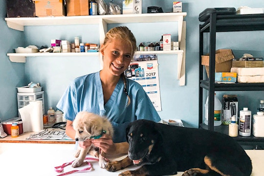 Veterinary Care volunteer project in Jamaica with IVHQ