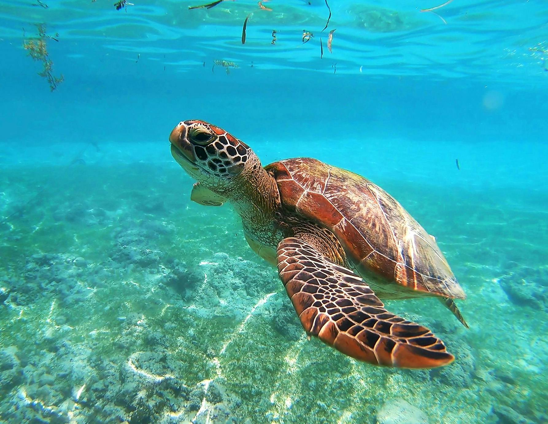 Turtle Conservation Volunteer Project in Lombok - Senggigi