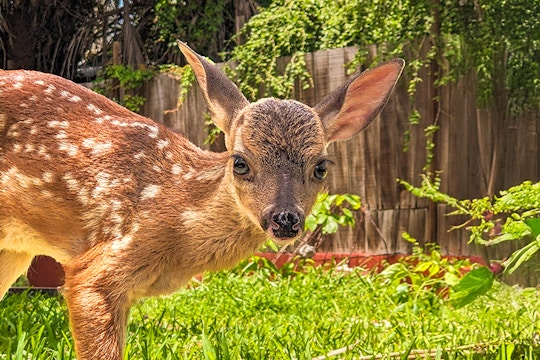 A baby deer at a deer conservation center in La Ventanilla, Mexico, gazing directly at the camera.
