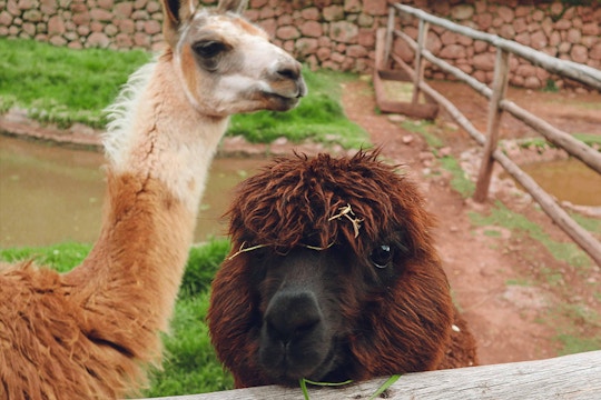 Volunteer on the Animal Care project with IVHQ in Cusco, Peru