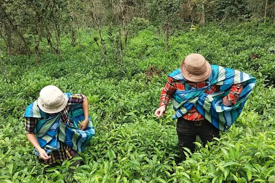 Volunteer on the Eco-Agriculture Conservation project in Cusco, Peru with IVHQ