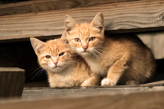Volunteer on the Animal Care project with IVHQ in Portugal