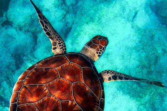 Turtle Conservation volunteer project in Trinidad and Tobago with IVHQ